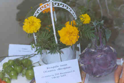 Эти кольраби синяя и облепиха 