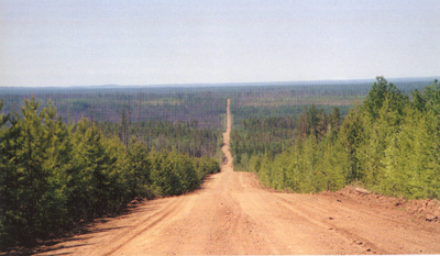 Леса Северо-Запада могут и должны приносить прибыль