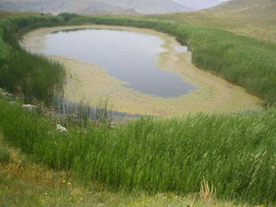 Красоту болот может заметить не каждый, но, заметив, оценят все.