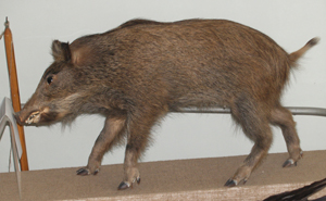 Хотите познакомиться с героем года? Заходите в музей природы ИСХПР.