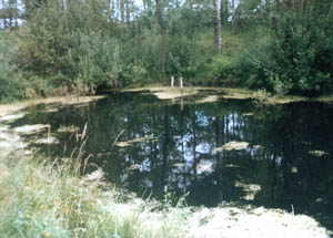 В любом водоеме теплится невидимая, но очень активная жизнь. 